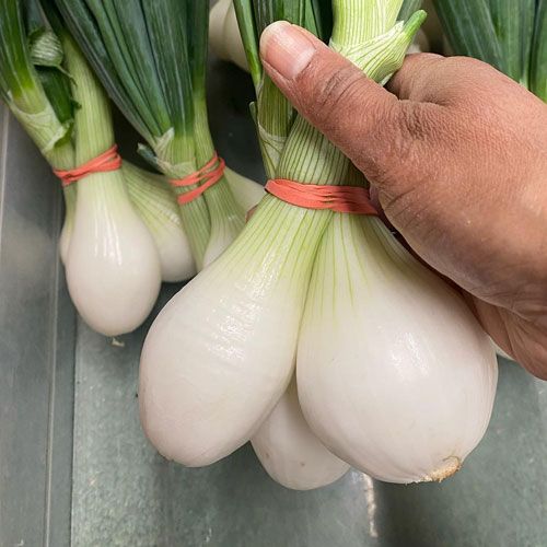 Fresh Walla Walla Onions Klo Market Kelowna Bc